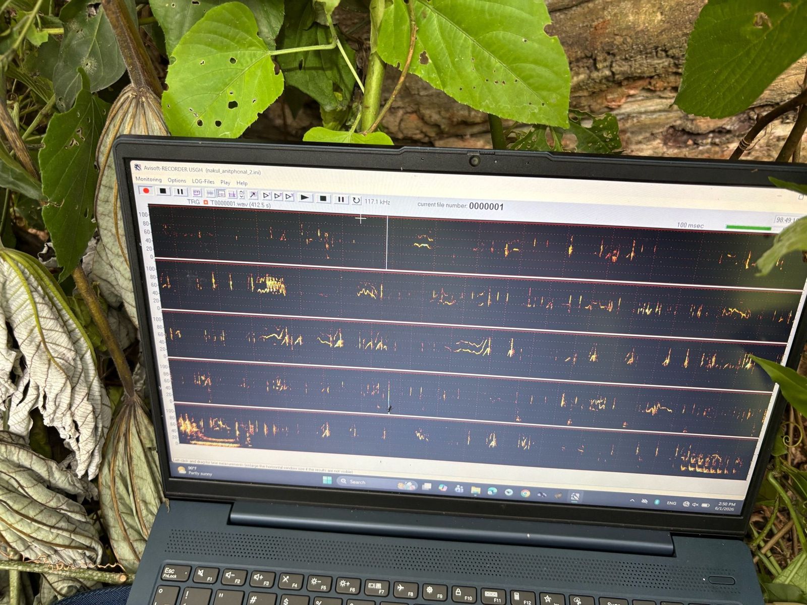 A laptop among broad green leaves displays rows of orange and yellow bat-call spectrograms.