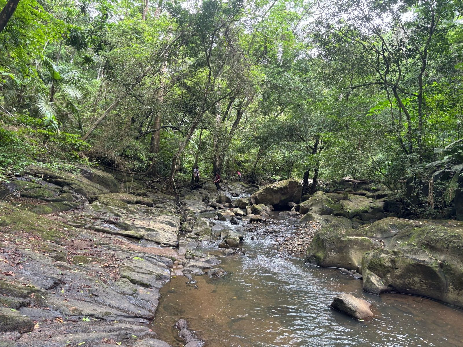 A shallow rocky stream winds through dense tropical forest, with several people crossing among the rocks.