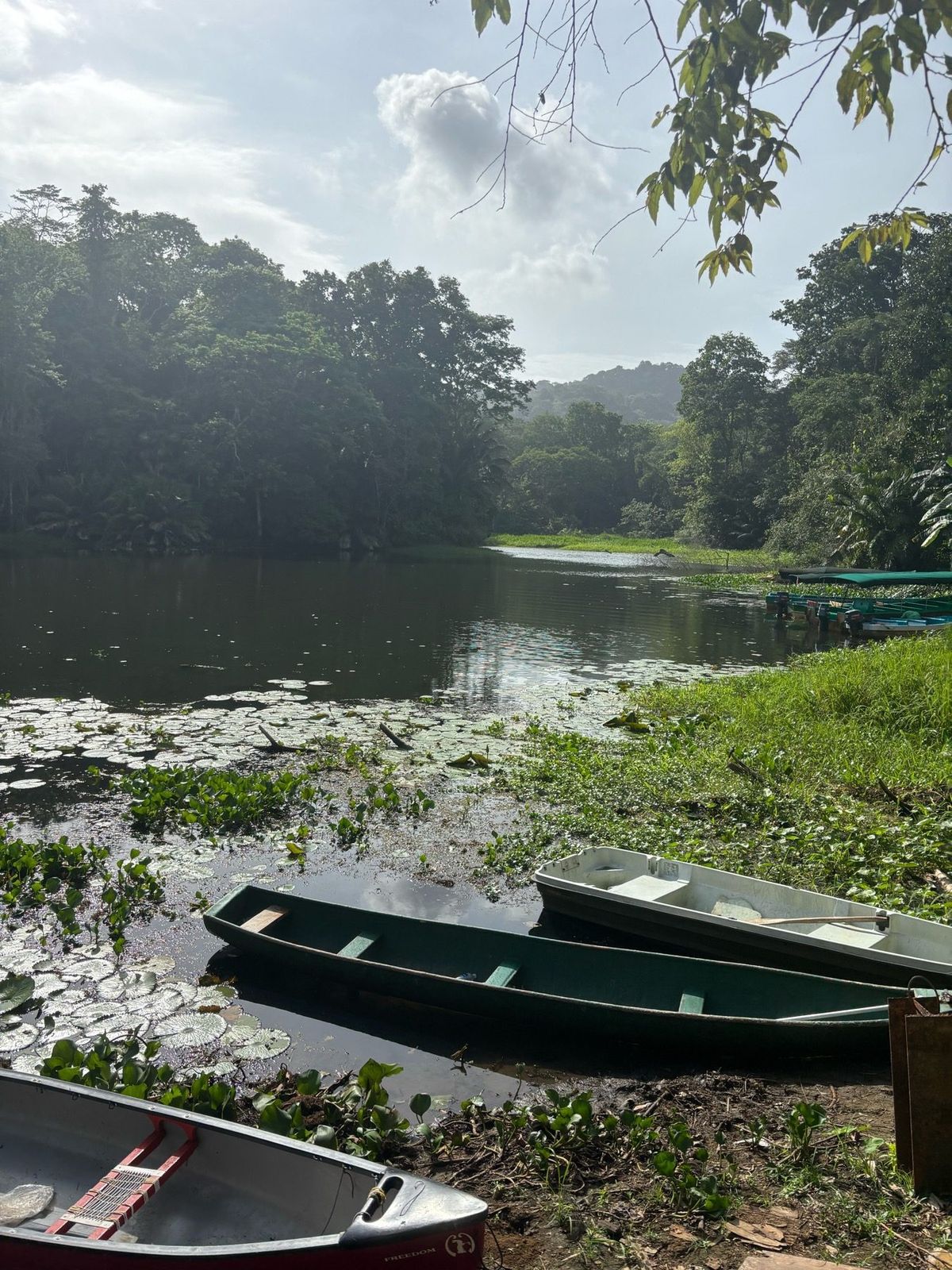 Several small boats rest beside a forested waterway at a field site in central Panama.